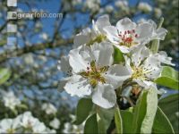 Mostobst Blüte 8