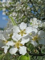 Mostobst Blüte 7