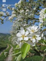 Mostobst Blüte 6