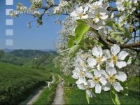 Mostobst Blüte 5