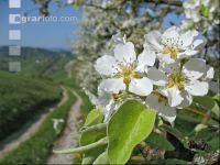 Mostobst Blüte 27
