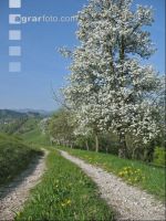 Mostobst Blüte 4