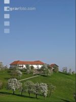 Mostobst Blüte 2