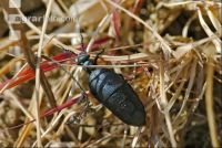 Oil beetle