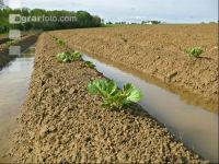 Kartoffel Hochwasser 8