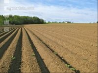 Potato emerge 8