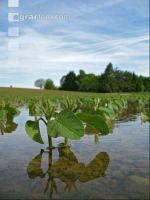 Soja Wasser 6