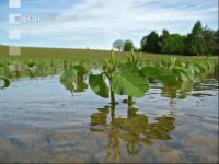 Soja Wasser 7