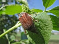 May bug 1
