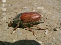 May bug 3