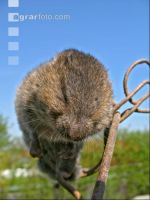 Vole trap 4