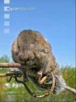 Vole trap 5