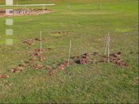 Voles damage 2