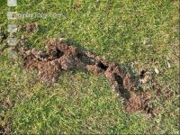 Voles damage 1