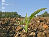 Mais 2 Blatt 2