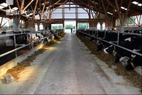 cattle barn inside 2