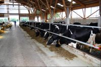 cattle barn inside 3