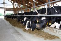 cattle barn inside 4