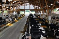 cattle barn inside 6