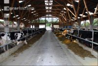 cattle barn inside 8