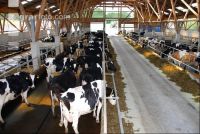 cattle barn inside 9