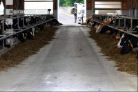 cattle barn inside 11