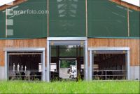 cattle barn inside 1