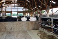 cattle barn inside 14
