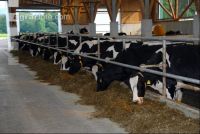 cattle barn inside 15