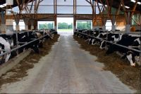 cattle barn inside 16