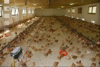 Broiler biological 1