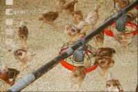 Broiler biological 8