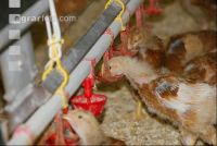 Broiler biological 18