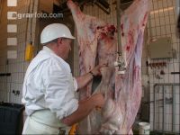 Rind schlachten 41