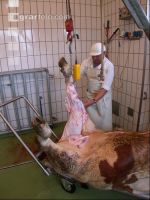 Rind schlachten 40