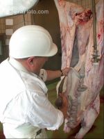 Rind schlachten 44