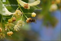 Biene Lindenblüten 1