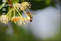 Biene Lindenblüten 2