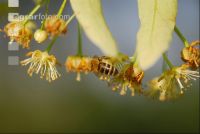 Biene Lindenblüten 4