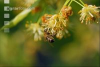 Biene Lindenblüten 7