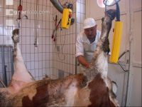 Rind schlachten 35