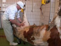 Rind schlachten 36