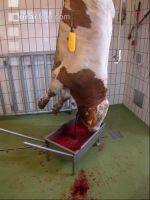 Rind schlachten 37