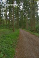 Fichtenwald 2