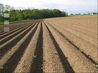 Potato emerge 6
