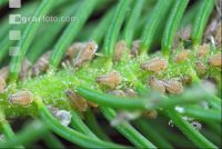 Scale insects 1