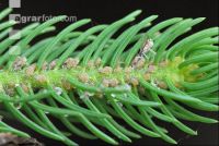 Scale insects 2