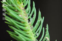 Scale insects 3