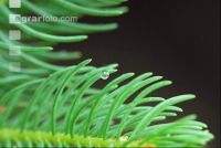 Scale insects 4
