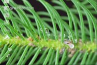 Scale insects 5